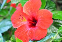 hibiscus_7y0GBN-1 Hibiscus UMN Extension